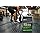 OPTIMUM NUTRITION Serious Mass Protein Powder Gainer, Chocolate, 5.44kg