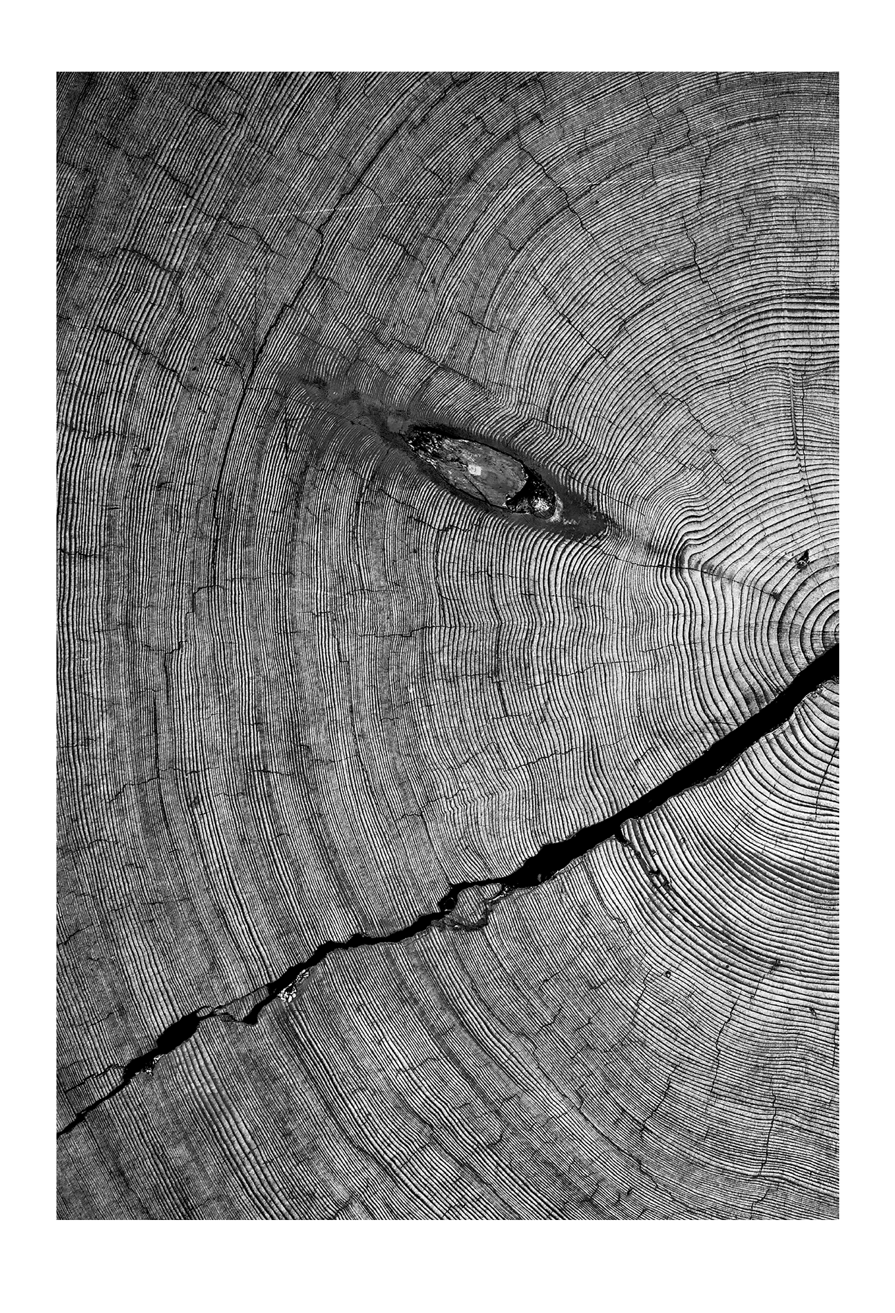 Natural earthy print cut wood age lines black and white close up portrait landscape