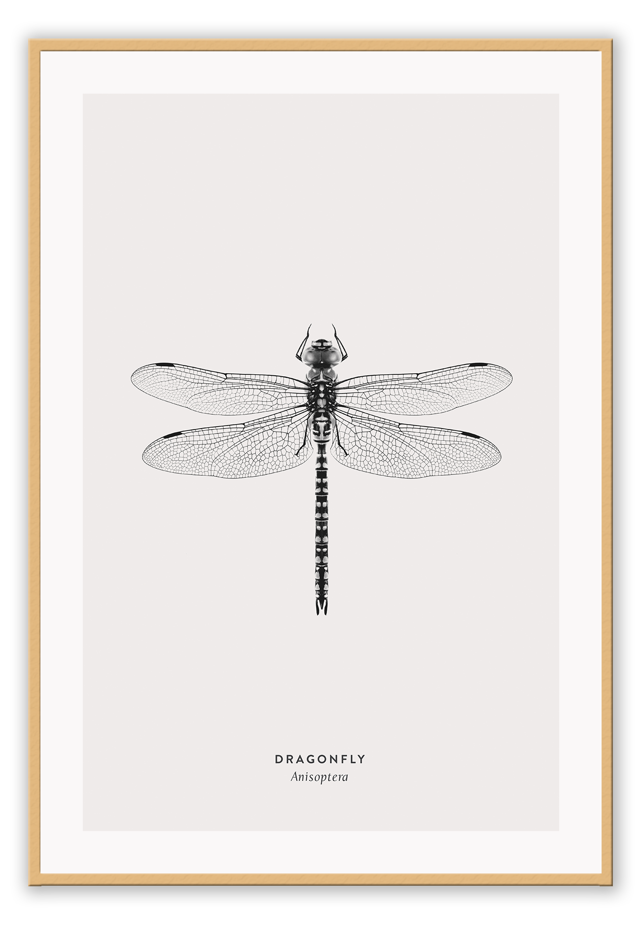 A black and white dragonfly insect sample-like wall art.