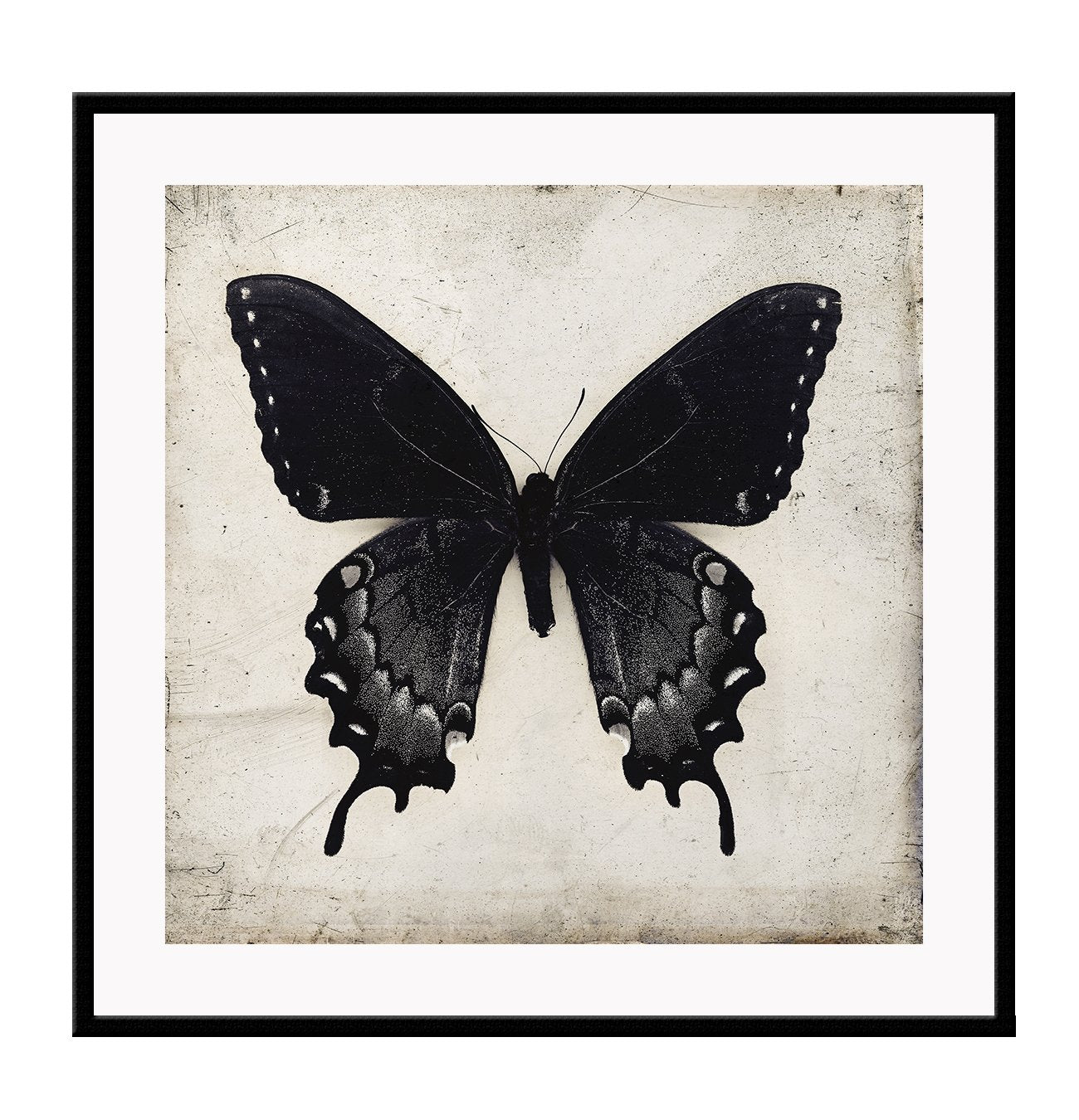 Square butterfly print with vintage paper background and black insect with wings extended