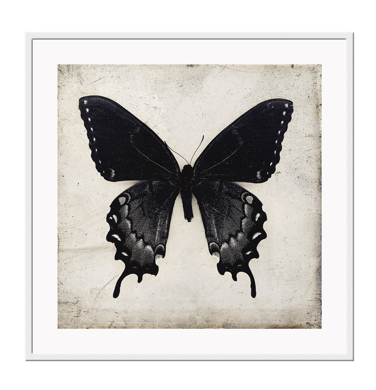 Square butterfly print with vintage paper background and black insect with wings extended