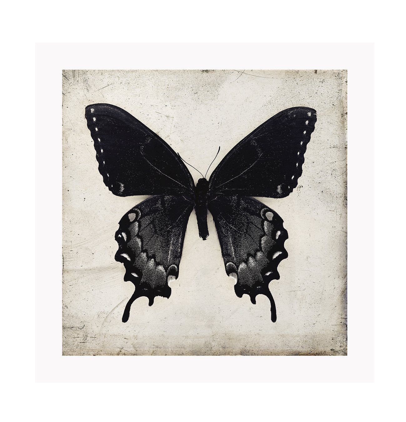 Square butterfly print with vintage paper background and black insect with wings extended