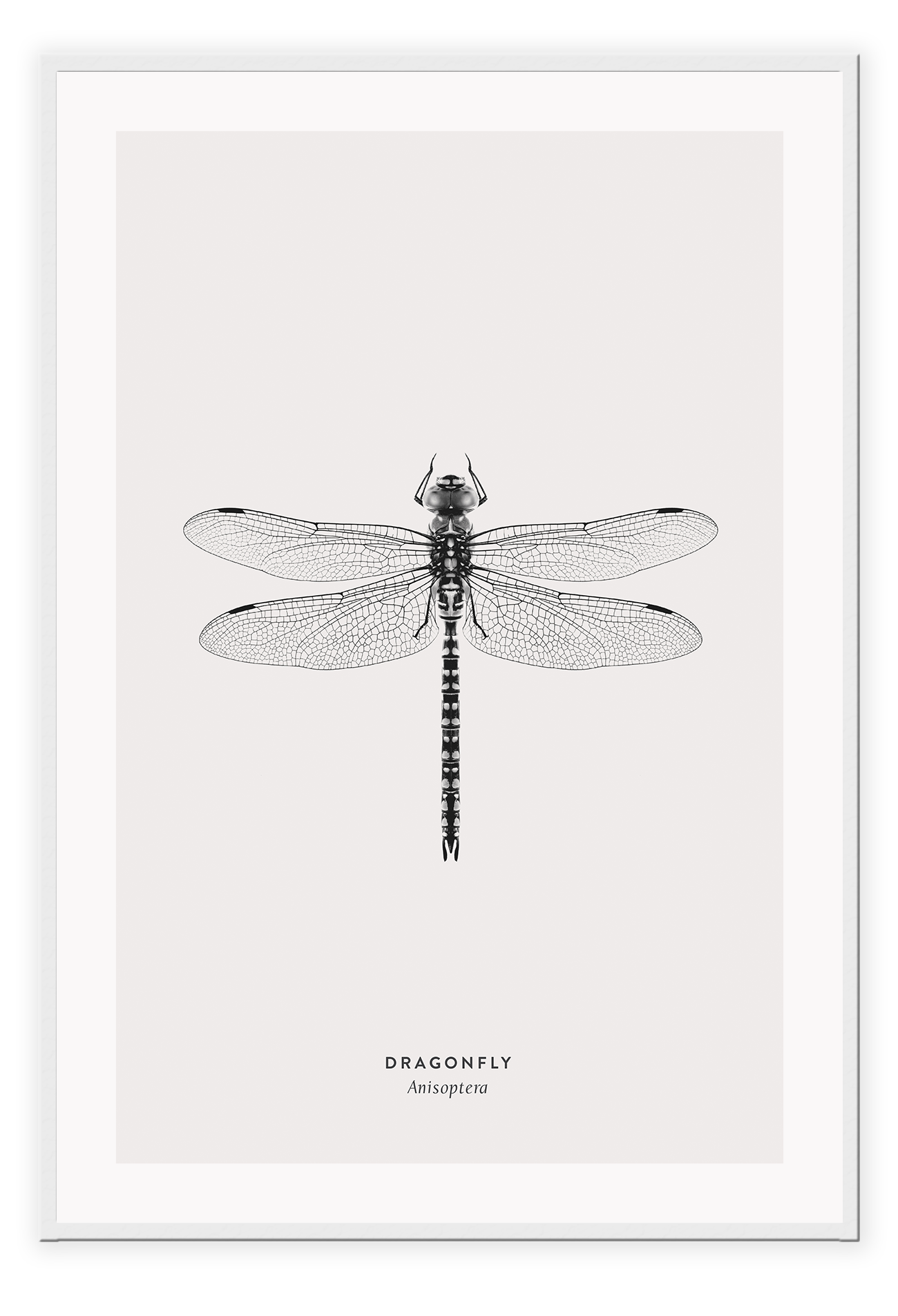 A black and white dragonfly insect sample-like wall art.