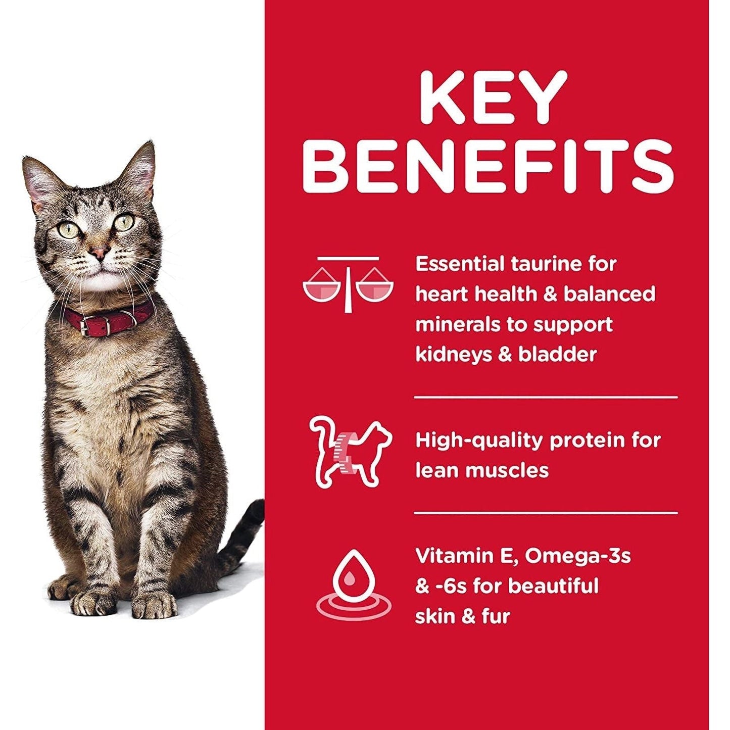 Adult, Chicken Recipe, Dry Cat Food, 4Kg Bag