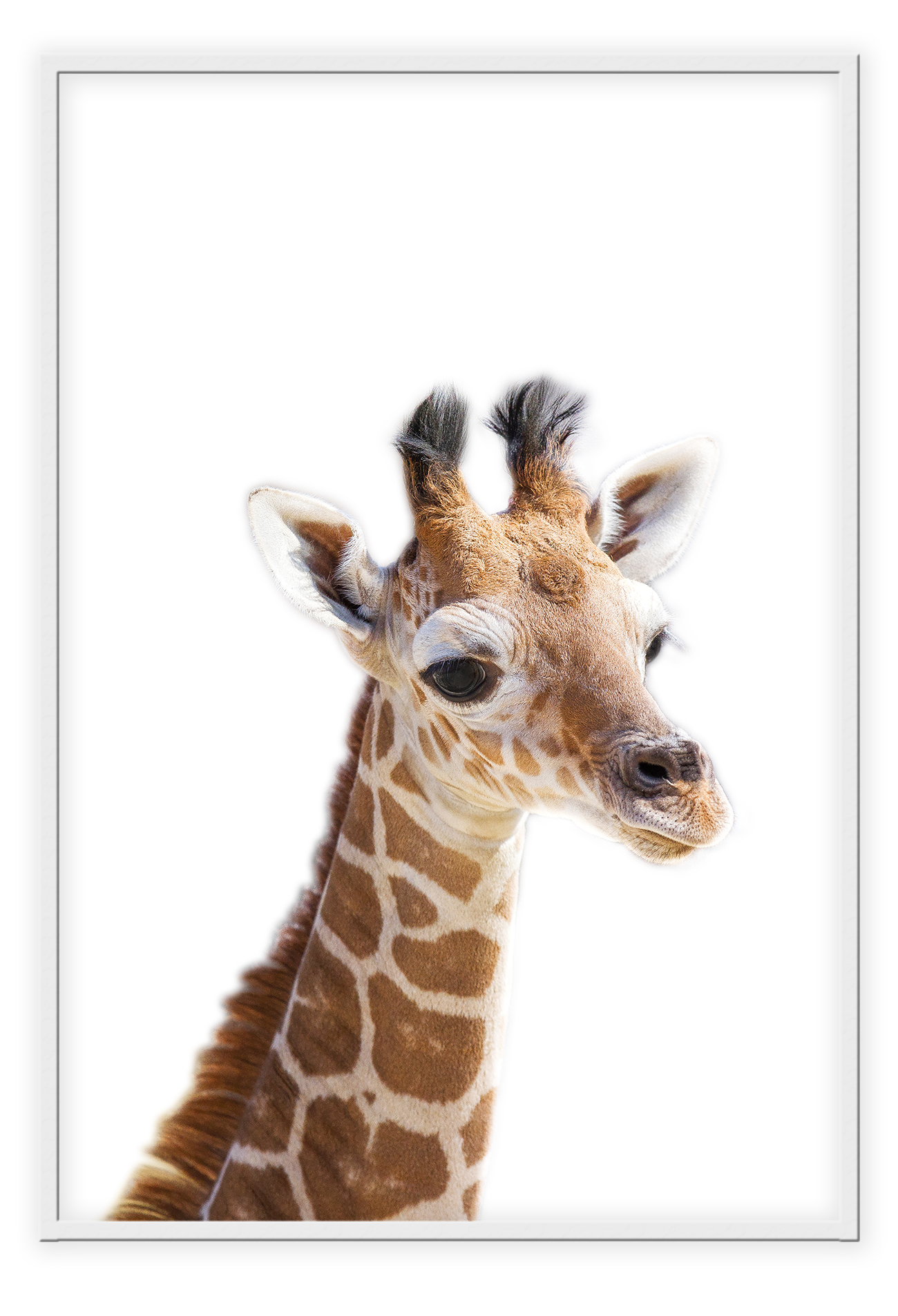 Kids nursery print with a baby giraffe close-up in front of a white background.