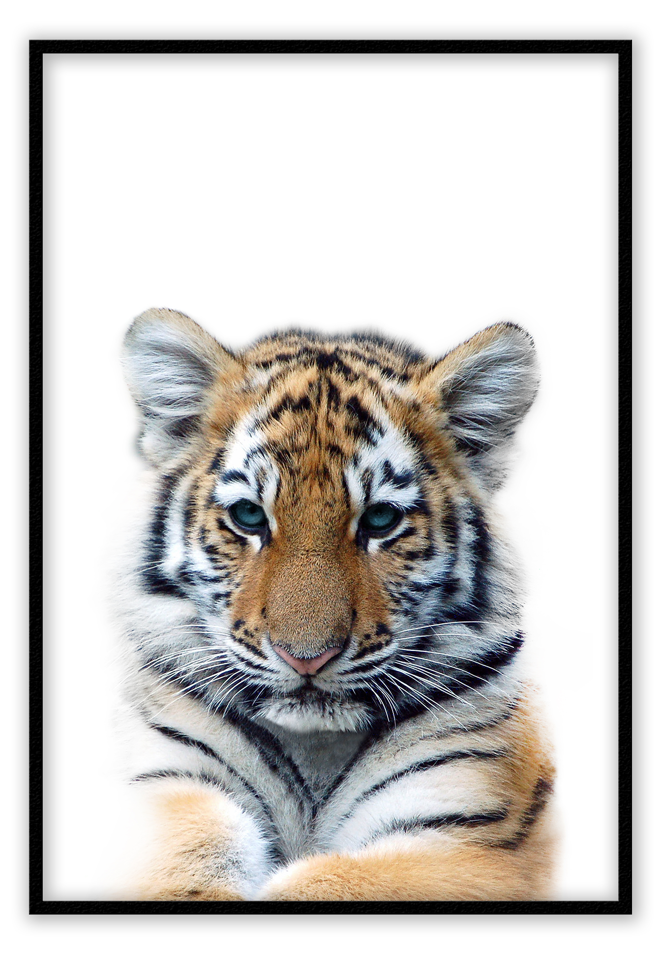 Kids nursery print with a baby lion close-up in front of a white background.