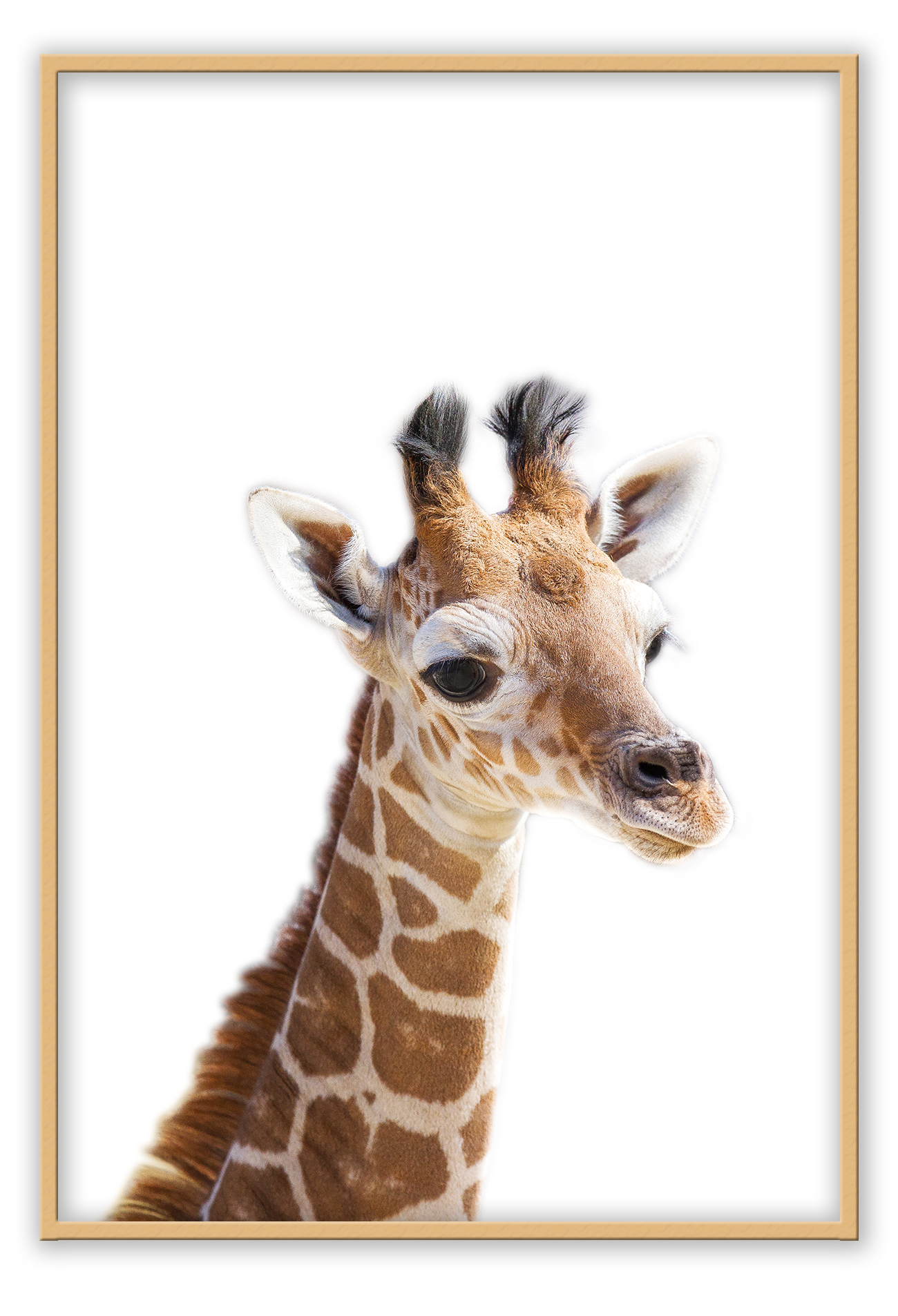 Kids nursery print with a baby giraffe close-up in front of a white background.