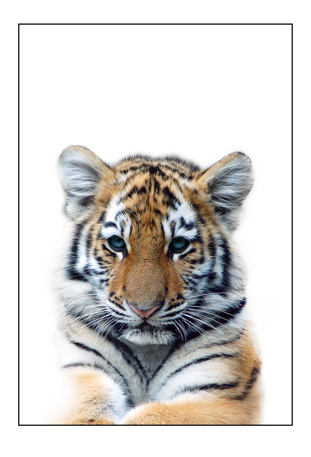 Kids nursery print with a baby lion close-up in front of a white background.