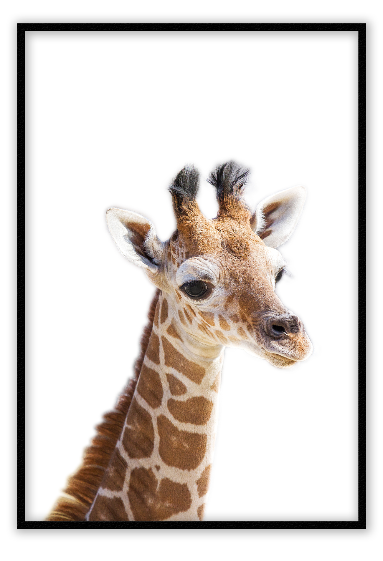 Kids nursery print with a baby giraffe close-up in front of a white background.