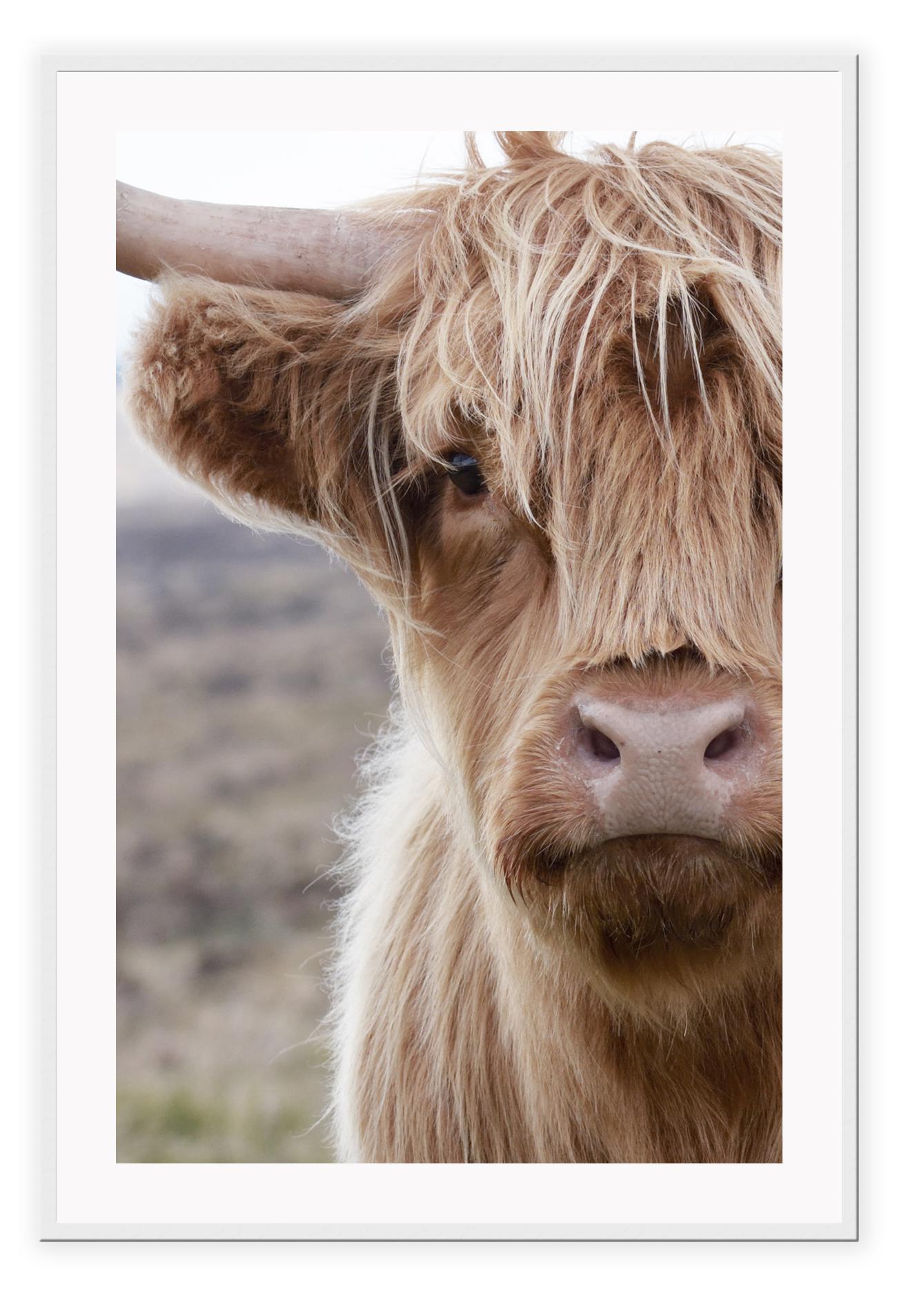 Brown fluffy cow with horns in nature print boho natural portrait of animal