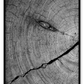 Natural earthy print cut wood age lines black and white close up portrait landscape