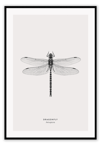 A black and white dragonfly insect sample-like wall art.