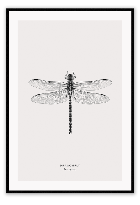 A black and white dragonfly insect sample-like wall art.