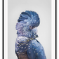 A natural animal wall art of a colourful parrot with blue and purple feathers on a grey background