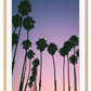 Photography coastal print with shadows of palm trees on a purple, pink and orange sunset background.