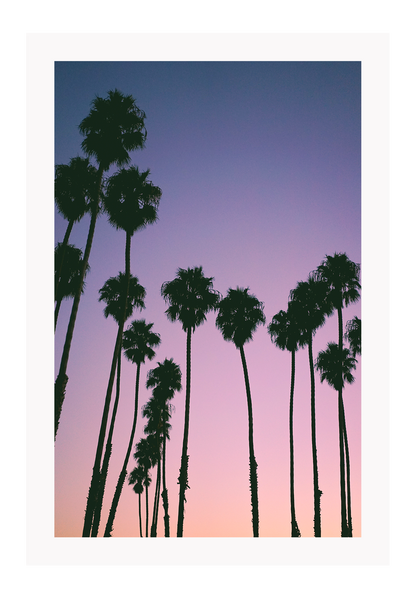 Photography coastal print with shadows of palm trees on a purple, pink and orange sunset background.