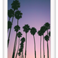 Photography coastal print with shadows of palm trees on a purple, pink and orange sunset background.