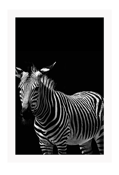 Dark moody black and white striped animal print portrait black background 
