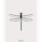 A black and white dragonfly insect sample-like wall art.