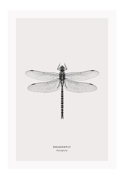 A black and white dragonfly insect sample-like wall art.