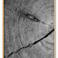 Natural earthy print cut wood age lines black and white close up portrait landscape