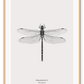 A black and white dragonfly insect sample-like wall art.