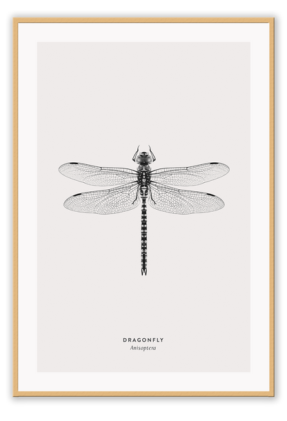 A black and white dragonfly insect sample-like wall art.