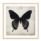 Square butterfly print with vintage paper background and black insect with wings extended 