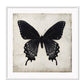 Square butterfly print with vintage paper background and black insect with wings extended 