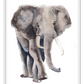 Kids print with watercolour elephant on a white background 
