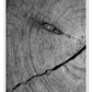 Natural earthy print cut wood age lines black and white close up portrait landscape