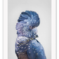 A natural animal wall art of a colourful parrot with blue and purple feathers on a grey background