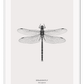A black and white dragonfly insect sample-like wall art.