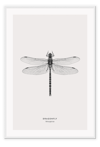 A black and white dragonfly insect sample-like wall art.