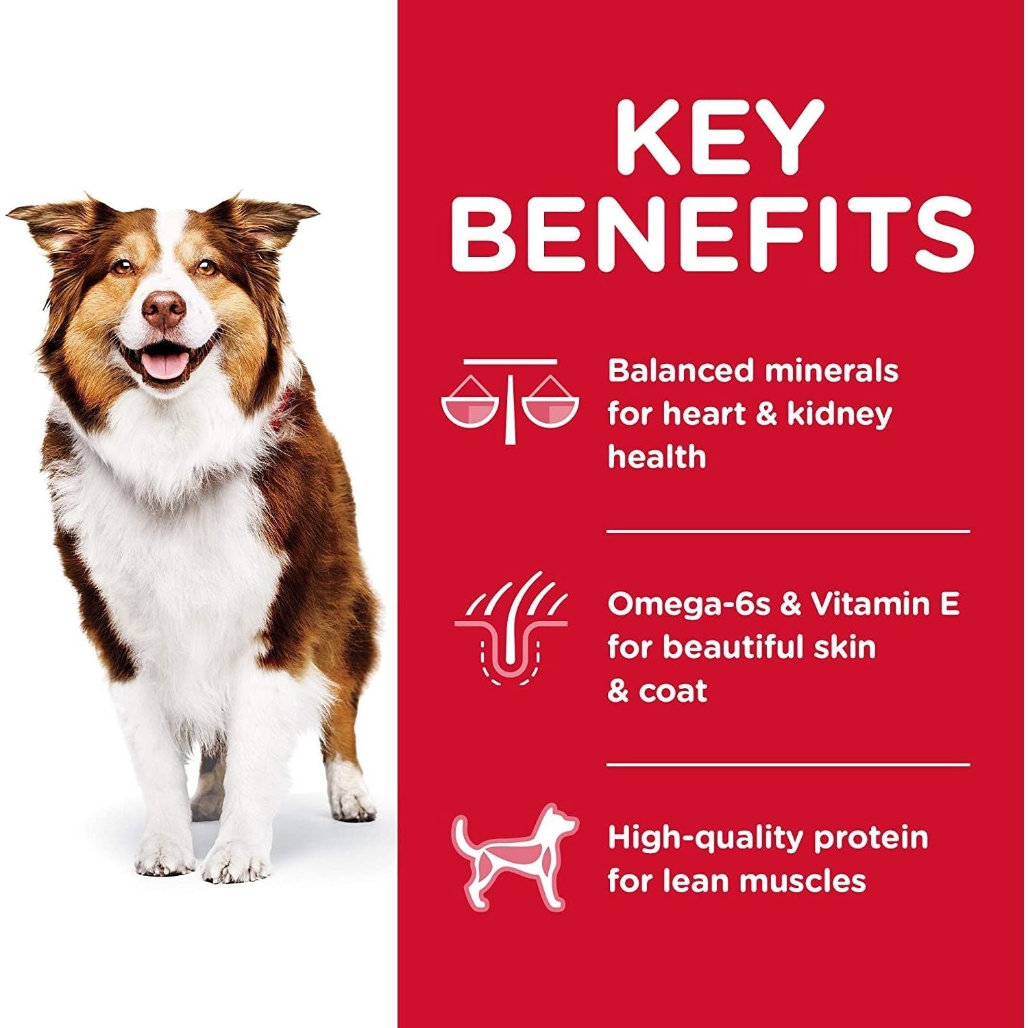 Adult 7+ Chicken Meal, Barley & Brown Rice Recipe Senior Dry Dog Food 12Kg Bag - Paws and Pats
