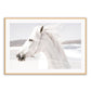 Boho Horse