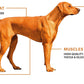 CART52 Australian Grain Free Kangaroo for Adult Dog, 2.5 Kilograms