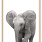 Kids nursery print with a baby elephant close-up in front of a white background. 