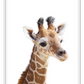 Kids nursery print with a baby giraffe close-up in front of a white background. 