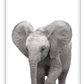 Kids nursery print with a baby elephant close-up in front of a white background. 