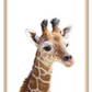 Kids nursery print with a baby giraffe close-up in front of a white background. 