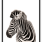 Animal photography print with black and white stripes on white background