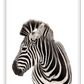 Animal photography print with black and white stripes on white background