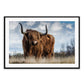 Highland Cow
