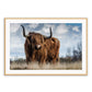 Highland Cow