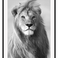 Lion King