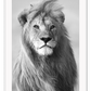 Lion King