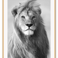 Lion King