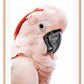 Pink lorokeet bird with black beak and white background, feathers and texture with pastel tones 