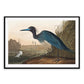 Pajaro
